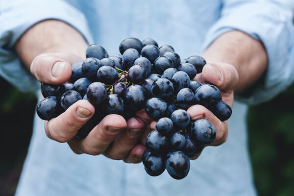 /agriculture/fruit/gurneys-grapes-from-gurneysfind-the-perfect-grape-for-your-zone