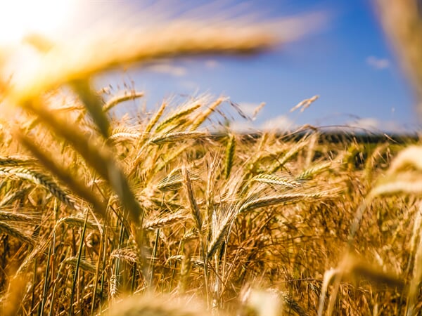 /agriculture/-healthline-barley-vs-wheat-whats-the-difference